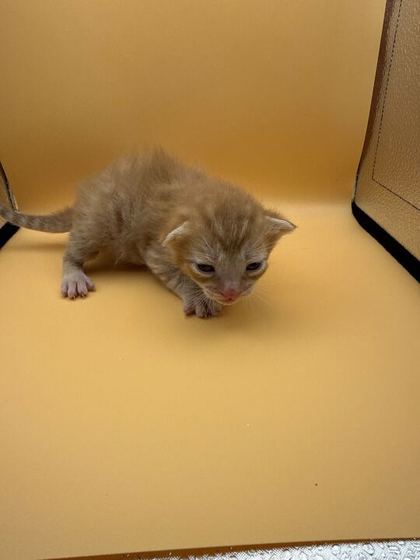 Shelter Stray Male Cat last seen Block of 4th Ave, Knox County GP, TN, 3201 Division St, Knoxville, TN 37919, USA