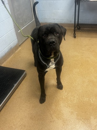 Shelter Stray Male Dog last seen Near Redan Rd Stone Mountain, 30083, 30083, GA, 3280 Chamblee Dunwoody Rd, Chamblee, GA 30341, USA