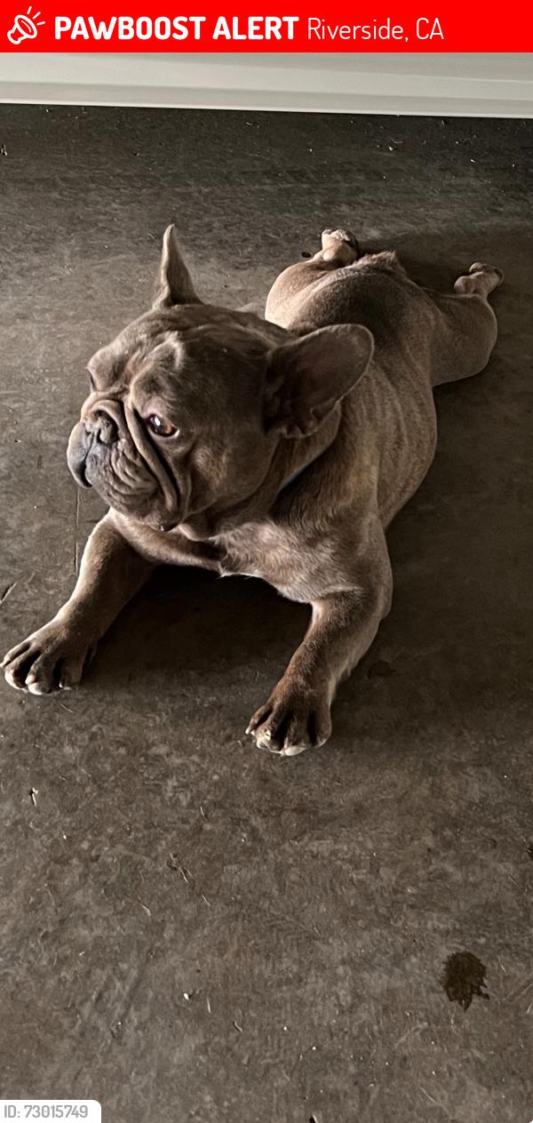 Lost Male Dog last seen Agate st Jurupa Valley , Riverside, CA 92509