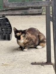 Found/Stray Unknown Cat last seen Elysian Fields, New Orleans, LA 70117
