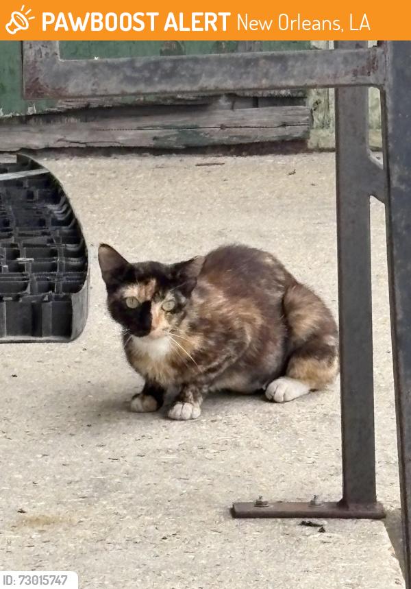 Found/Stray Unknown Cat last seen Elysian Fields, New Orleans, LA 70117