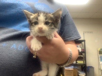 Shelter Stray Male Cat last seen Near Meaders Ave, East District, TX, 355 Hillshire Dr, Haslet, TX 76052, USA