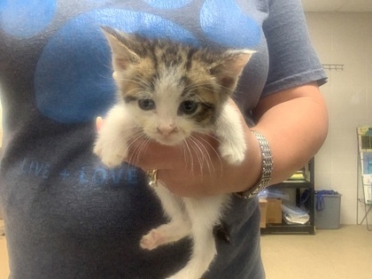 Shelter Stray Male Cat last seen Near Meaders Ave, East District, TX, 355 Hillshire Dr, Haslet, TX 76052, USA