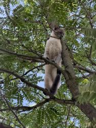 Found/Stray Female Cat last seen Carson Farms, Delaware, OH 43015