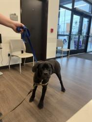 Shelter Stray Female Dog last seen Near W Ontario AVE SW, Atlanta, GA, 1251 Fulton Industrial Blvd NW, Atlanta, GA 30336, USA