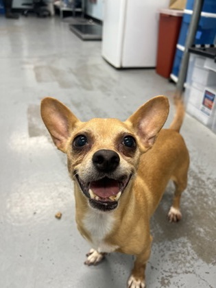 Shelter Stray Female Dog last seen Mather blvd at US 50, Rancho Cordova, CA, 6201 Florin Perkins Rd, Sacramento, CA 95828, USA