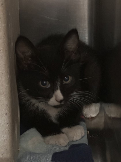 Shelter Stray Unknown Cat last seen RIMMA WY & LORA WY, Roseville City, CA, 200 Tahoe Ave, Roseville, CA 95678, USA