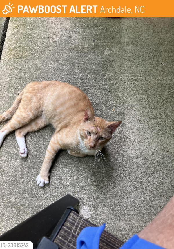 Found/Stray Male Cat last seen Liberty Road/ Liberty Court, Archdale, NC 27263