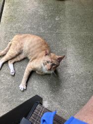 Found/Stray Male Cat last seen Liberty Road/ Liberty Court, Archdale, NC 27263