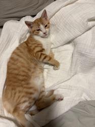 Lost Male Cat last seen King Soopers , Littleton, CO 80120