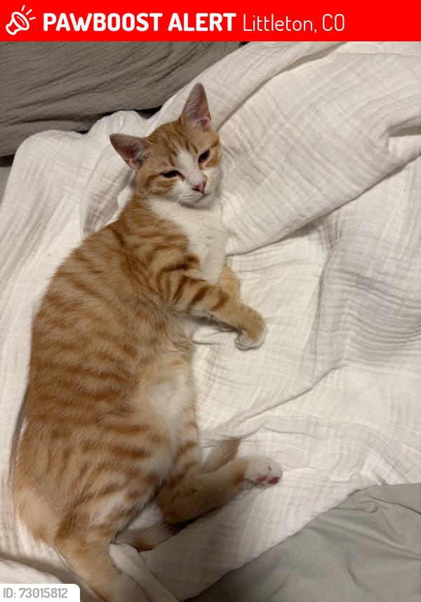 Lost Male Cat last seen King Soopers , Littleton, CO 80120
