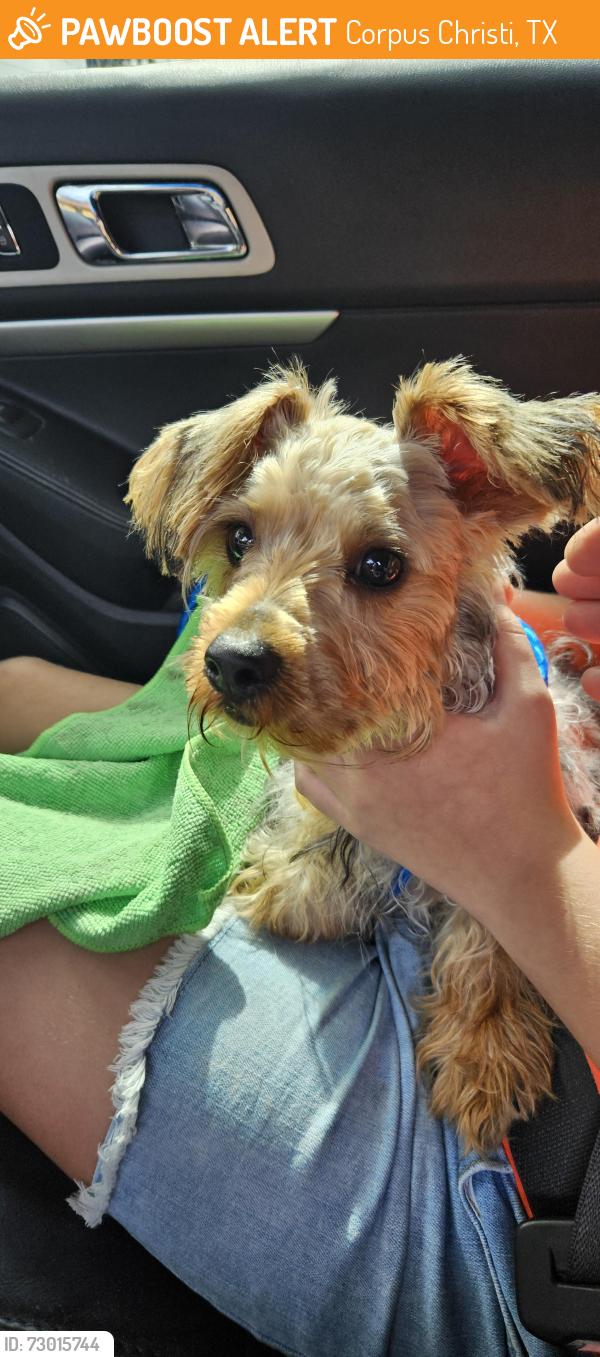 Found/Stray Male Dog last seen HEB Moore Plaza South Staples and S.P.I.D., Corpus Christi, TX 78411