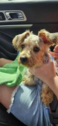 Found/Stray Male Dog last seen HEB Moore Plaza South Staples and S.P.I.D., Corpus Christi, TX 78411