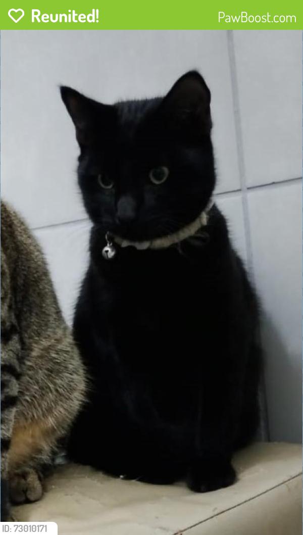 Reunited Male Cat last seen Deon's Auto, Pretoria, GP 0084