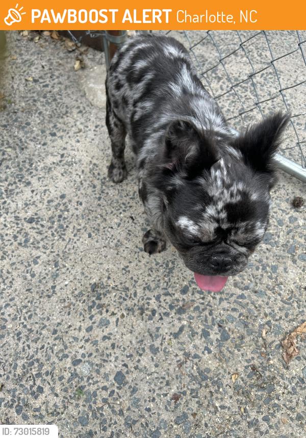Found/Stray Unknown Dog last seen Hidden Valley area, Charlotte, NC 28213