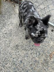 Found/Stray Unknown Dog last seen Hidden Valley area, Charlotte, NC 28213