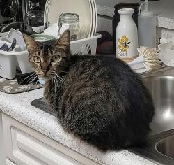 Lost Female Cat last seen Solana Vista , Bradenton, FL 34209