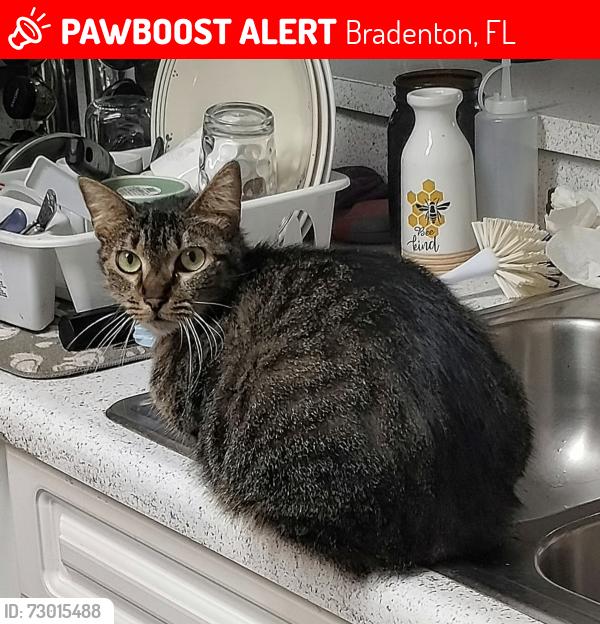 Lost Female Cat last seen Solana Vista , Bradenton, FL 34209