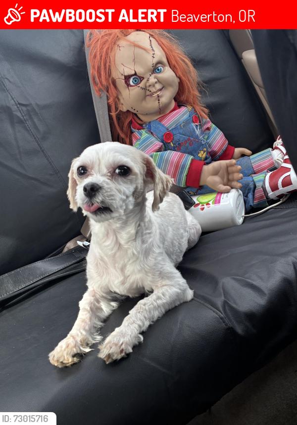 Lost Female Dog last seen Near sw hall blvd beaverton or 97005, Beaverton, OR 97005