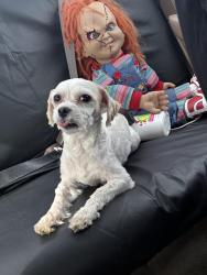 Lost Female Dog last seen Near sw hall blvd beaverton or 97005, Beaverton, OR 97005