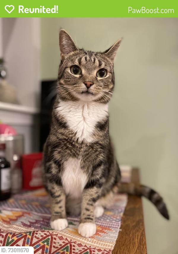 Reunited Female Cat last seen 52xx Addison Street 19143, Philadelphia, PA 19143