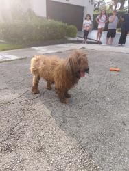 Found/Stray Unknown Dog last seen 83rd Place & 194th Terr, Hialeah, FL 33015