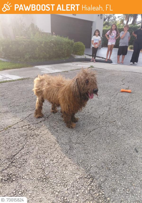 Found/Stray Unknown Dog last seen 83rd Place & 194th Terr, Hialeah, FL 33015