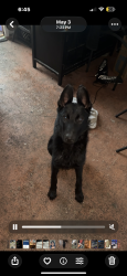 Lost Male Dog last seen Near Lincoln lane , Jupiter, FL 33458