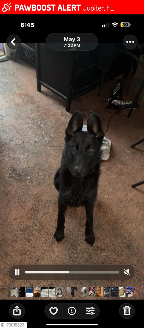 Lost Male Dog last seen Near Lincoln lane , Jupiter, FL 33458