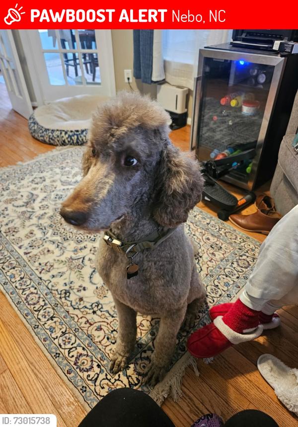 Lost Male Dog last seen Gaddy Rd and HWy 226, Nebo, NC 28761
