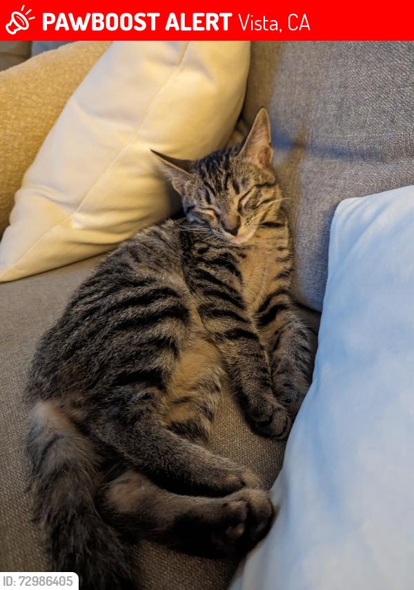 Lost Male Cat last seen Maryland Elementary, Vista, CA 92083