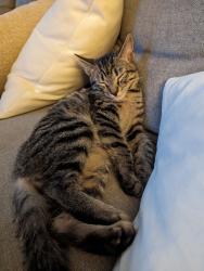 Lost Male Cat last seen Maryland Elementary, Vista, CA 92083