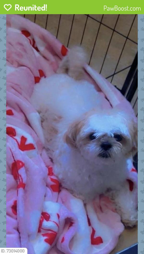 Reunited Male Dog last seen S 35th Ave & W Vineyard Rd, Laveen Village, AZ 85041, USA, Phoenix, AZ 85041