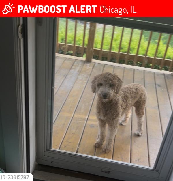 Lost Male Dog last seen West lawn, Chicago, IL 60632