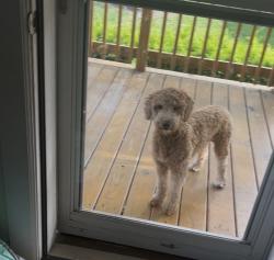 Lost Male Dog last seen West lawn, Chicago, IL 60632