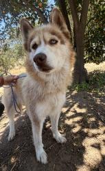 Found/Stray Female Dog last seen Grove Ave and Schaefer Ave, Ontario, CA, Ontario, CA 91761