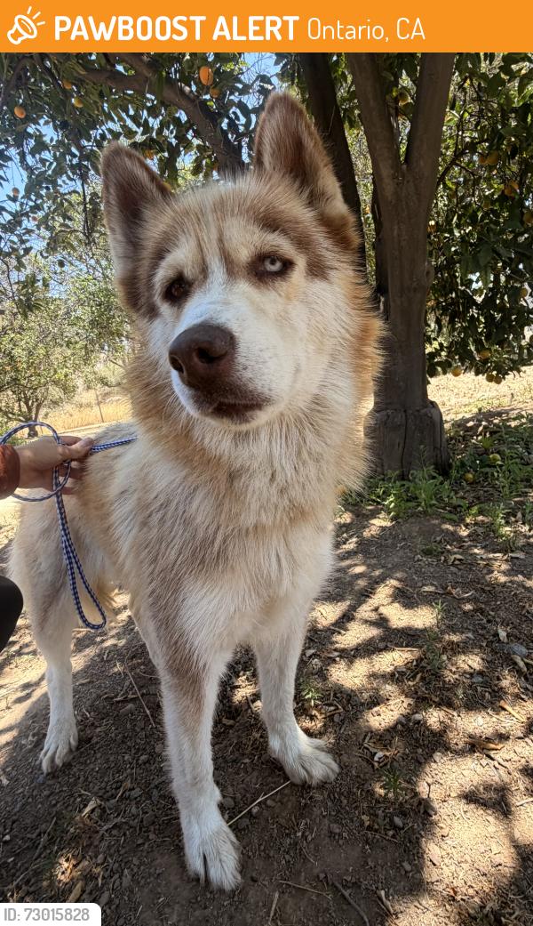 Found/Stray Female Dog last seen Grove Ave and Schaefer Ave, Ontario, CA, Ontario, CA 91761