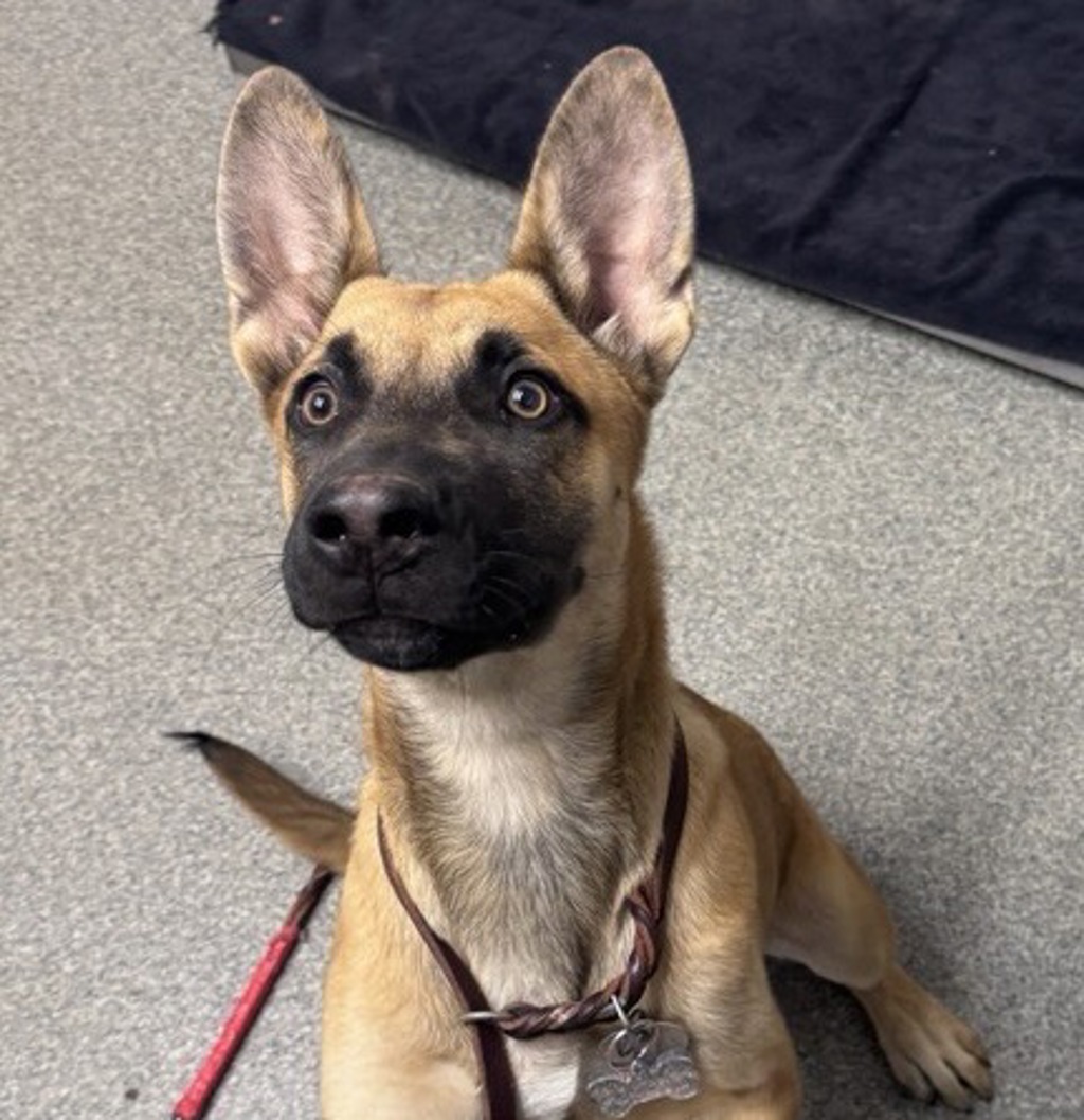 Shelter Stray Male Dog last seen Near Morales Lane, Rincon, CA, 92082, Escondido, CA 92027, USA