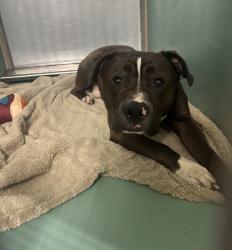 Shelter Stray Male Dog last seen Near W 71st Street, NEW YORK, NY, 10023, 326 E 110th St, New York, NY 10029, USA