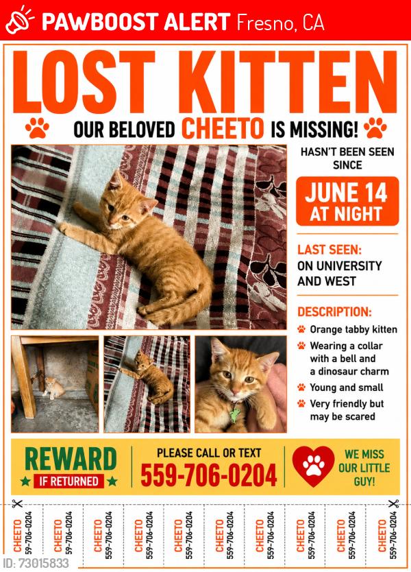 Lost Male Cat last seen West McKinley, Fresno, CA 93705