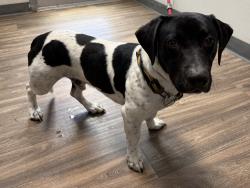 Shelter Stray Male Dog last seen Near Clairemont Drive, San Diego, CA, 92117, 5500 Gaines St, San Diego, CA 92110, USA