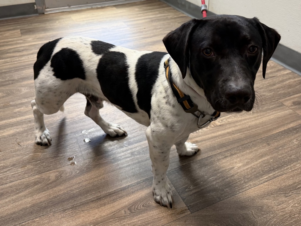 Shelter Stray Male Dog last seen Near Clairemont Drive, San Diego, CA, 92117, 5500 Gaines St, San Diego, CA 92110, USA