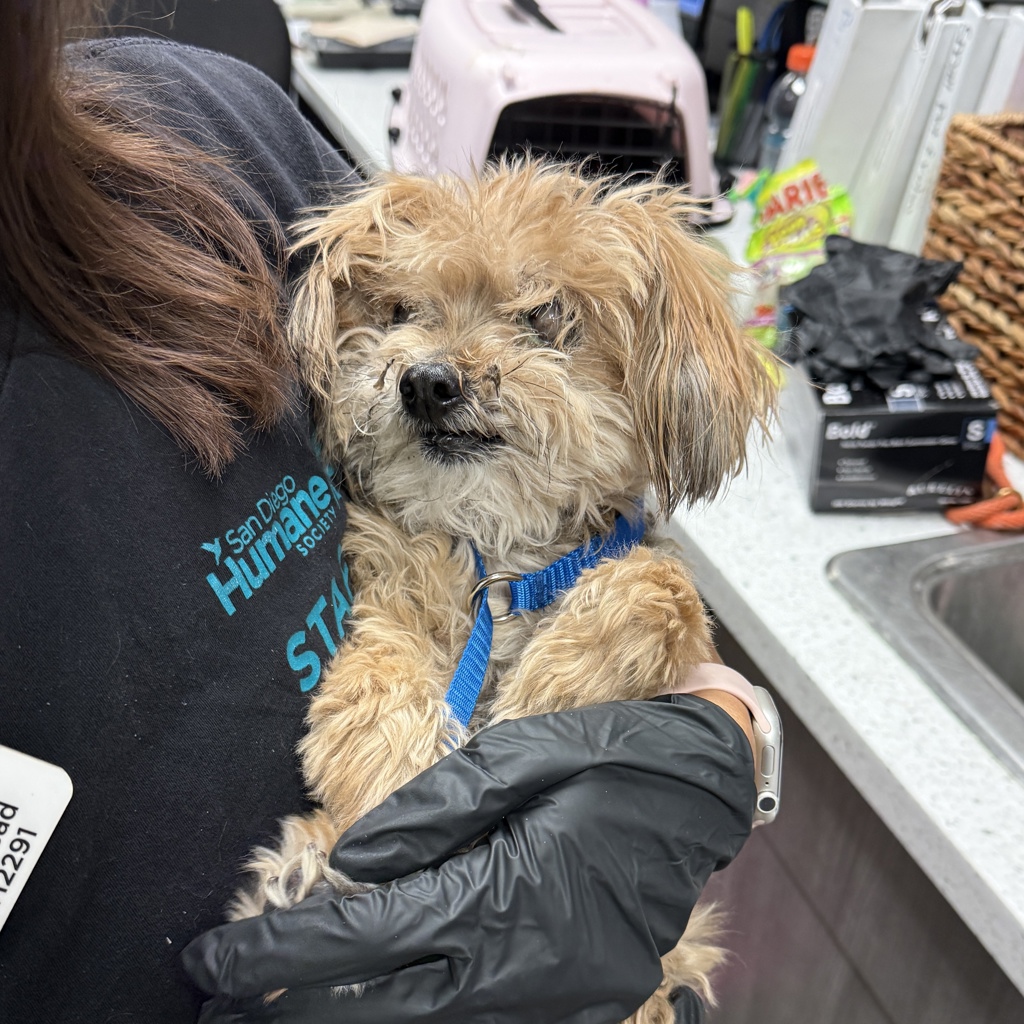 Shelter Stray Male Dog last seen Bainbridge Street, San Diego, CA, 92109, 5500 Gaines St, San Diego, CA 92110, USA