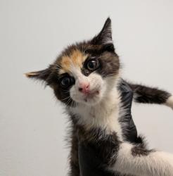 Shelter Stray Female Cat last seen San Diego, CA, 92115, 5500 Gaines St, San Diego, CA 92110, USA