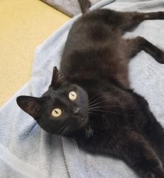 Shelter Stray Female Cat last seen Rush Drive, San Marcos, CA, 92078, Escondido, CA 92027, USA