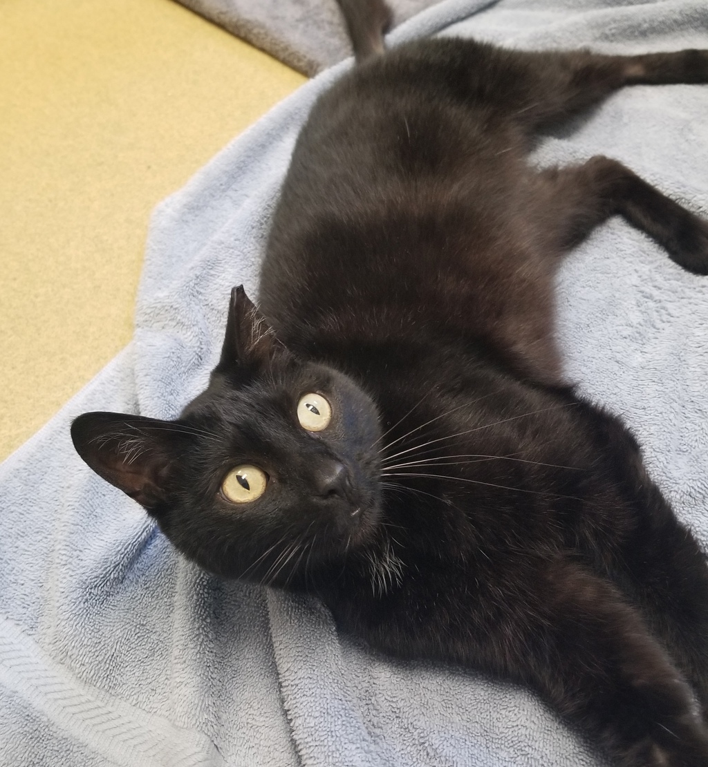 Shelter Stray Female Cat last seen Rush Drive, San Marcos, CA, 92078, Escondido, CA 92027, USA