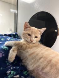 Shelter Stray Male Cat last seen Near Goldenrod Street, Escondido, CA, 92027, Escondido, CA 92027, USA