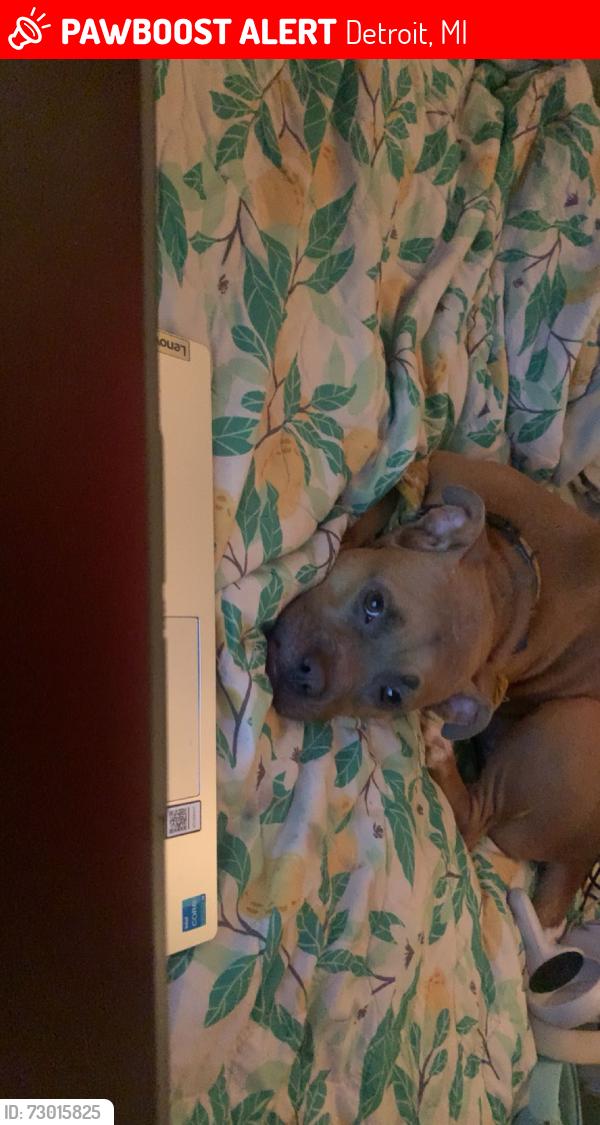 Lost Female Dog last seen Near s dartmouth st Detroit Michigan , Detroit, MI 48217