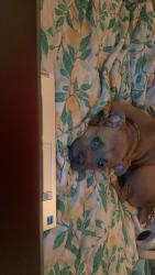 Lost Female Dog last seen Near s dartmouth st Detroit Michigan , Detroit, MI 48217