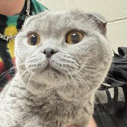Shelter Stray Female Cat last seen Sw 12th / SW Clay, OR, 1700 W Historic Columbia River Hwy, Troutdale, OR 97060, USA